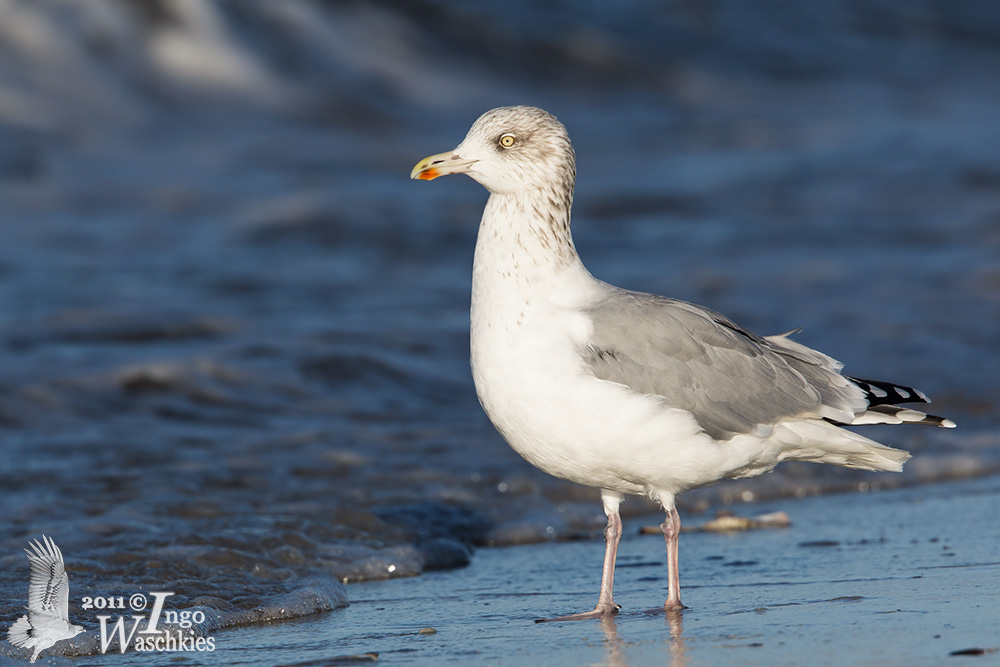 Adult winter European Herring Gull (ssp.  argenteus )