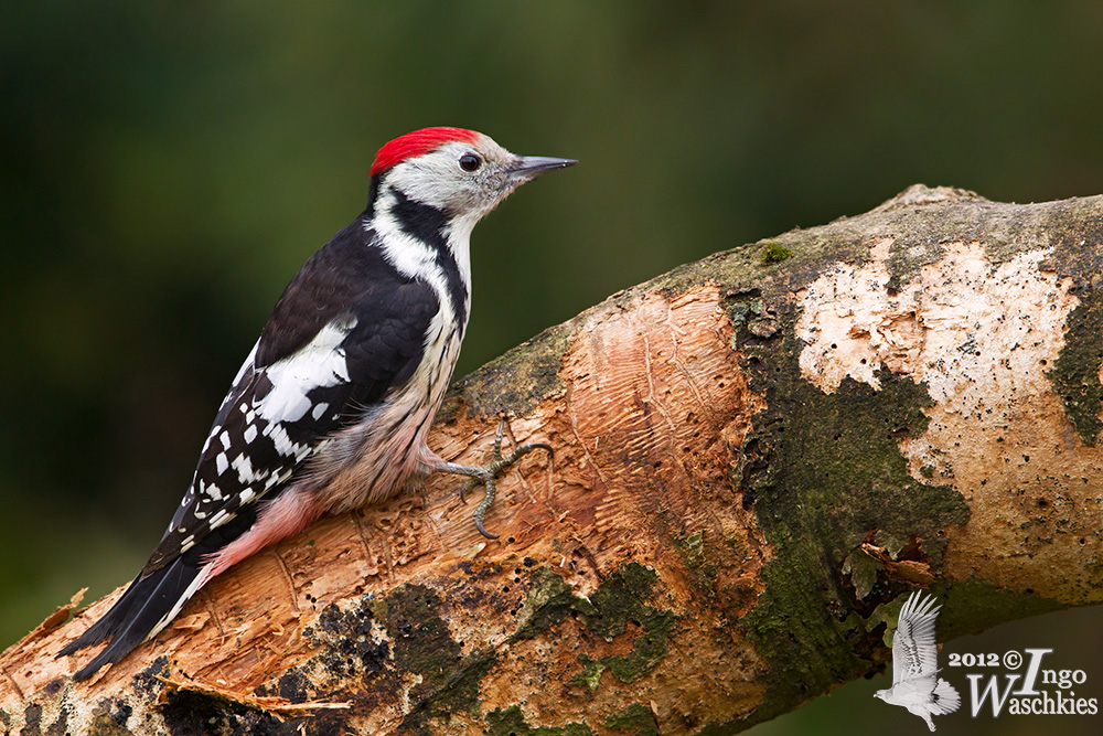 Adult male Middle Spotted Woodpecker