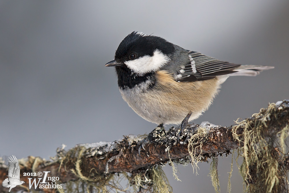 Adult Coal Tit