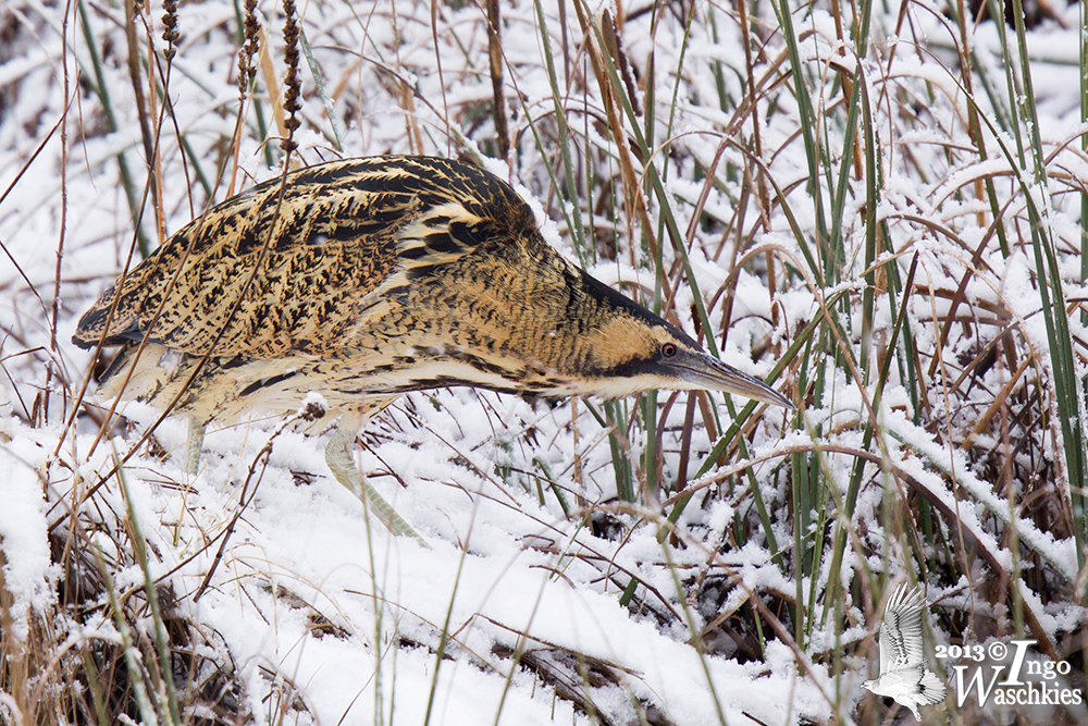 Adult Eurasian Bittern