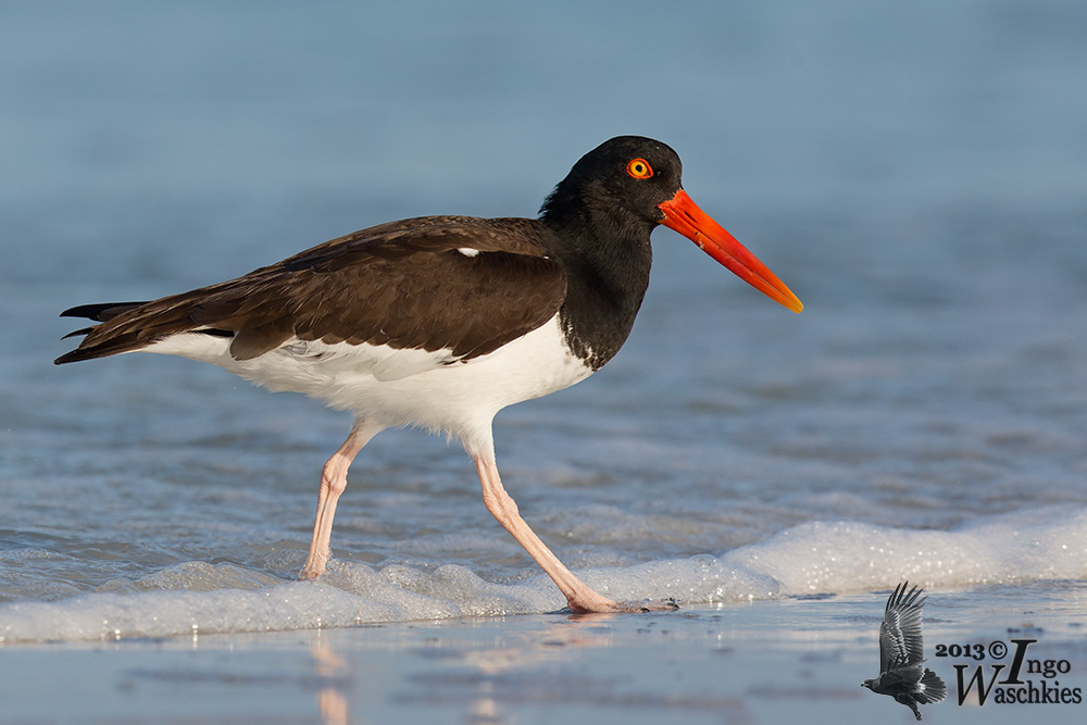 Adult American Oystercatcher (ssp. <em>palliatus</em>)