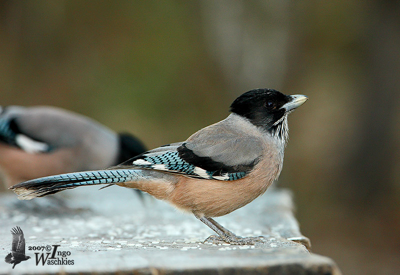 Black-headed Jay