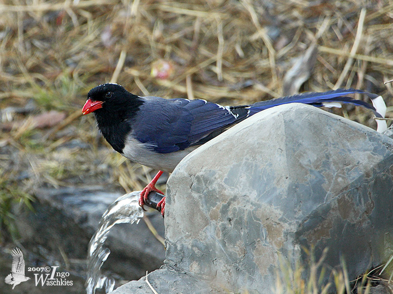 Red-billed Blue Magpie