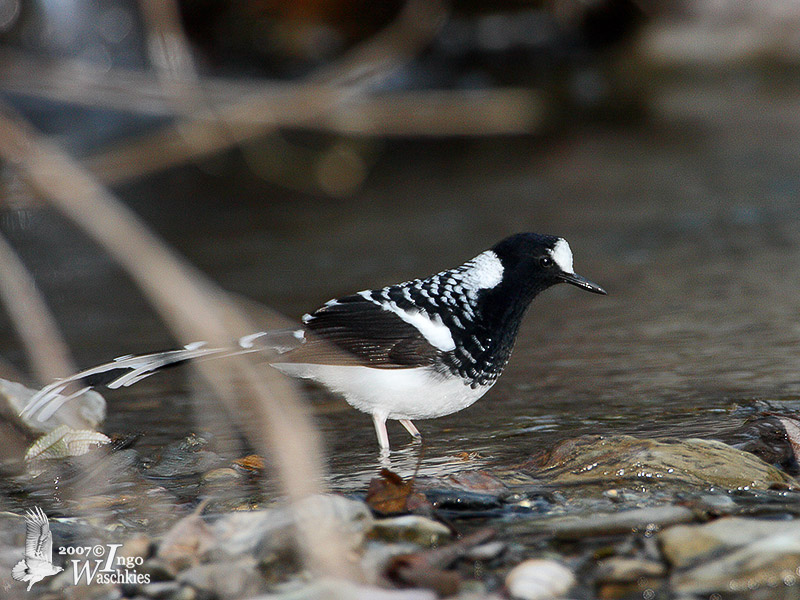 Spotted Forktail