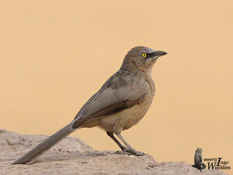 Large Grey Babbler