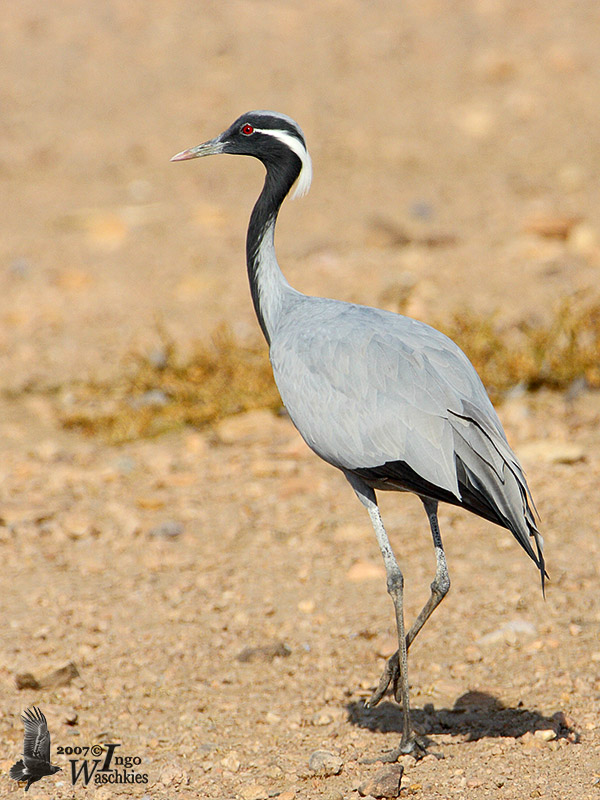 Adult Demoiselle Crane