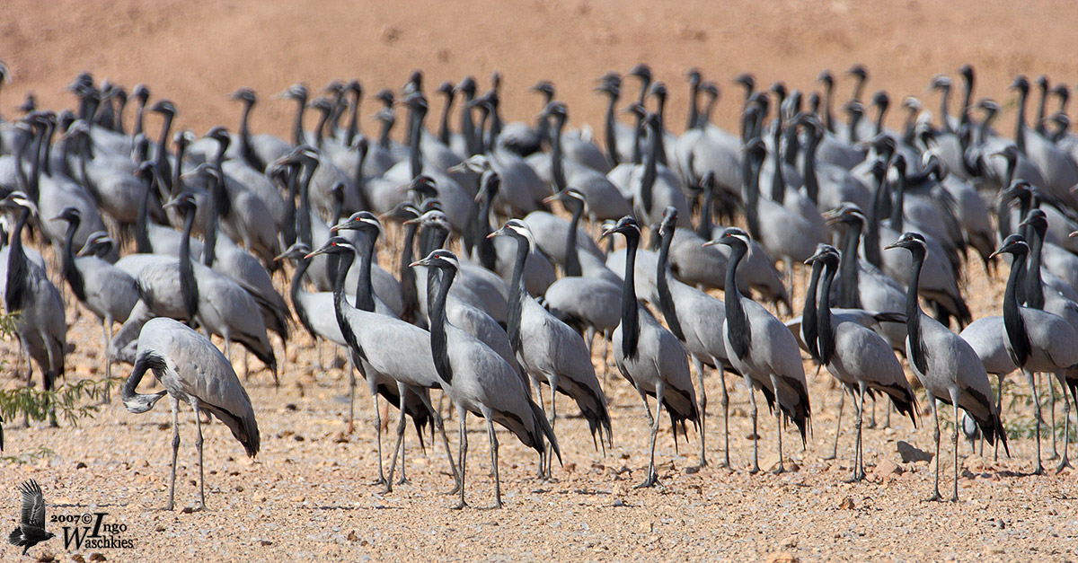 Demoiselle Cranes in Keechan