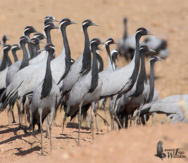 Demoiselle Cranes in Keechan