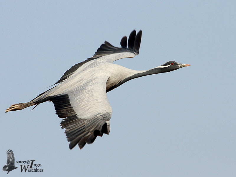 Adult Demoiselle Crane