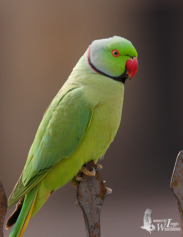 Male Rose-ringed Parakeet