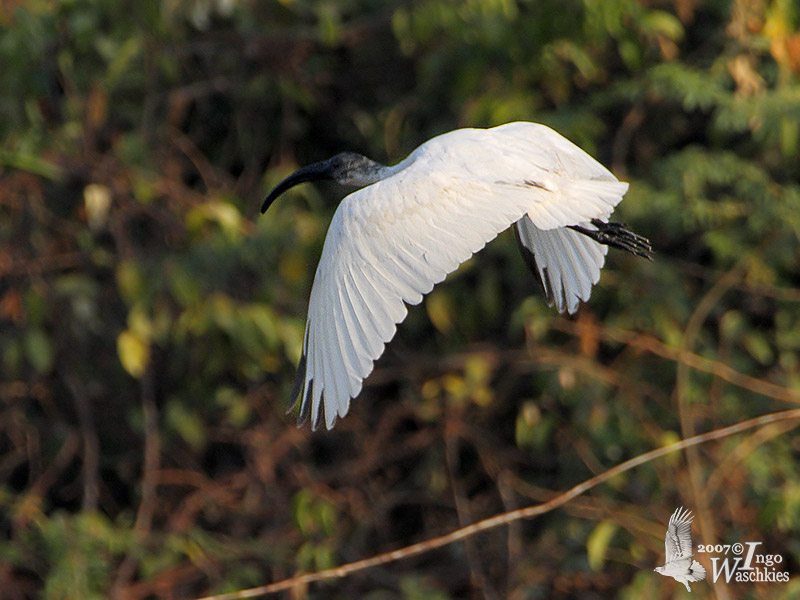 Immature Black-headed Ibis