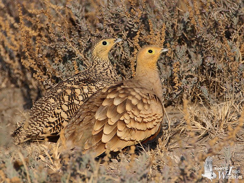 Pair of Chestnut-bellied Sandgrouse