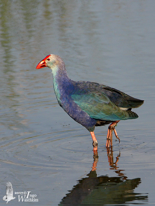 Grey-headed Swamphen