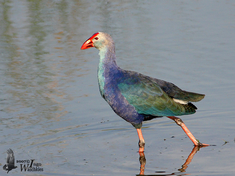 Grey-headed Swamphen