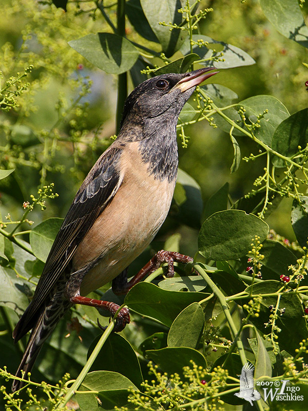 Adult Rosy Starling in non-breeding plumage