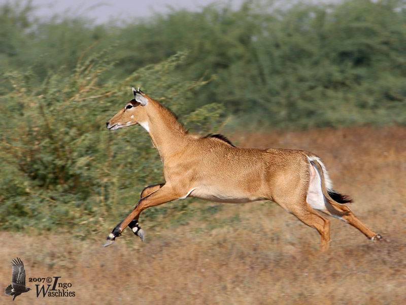 Female Nilgai