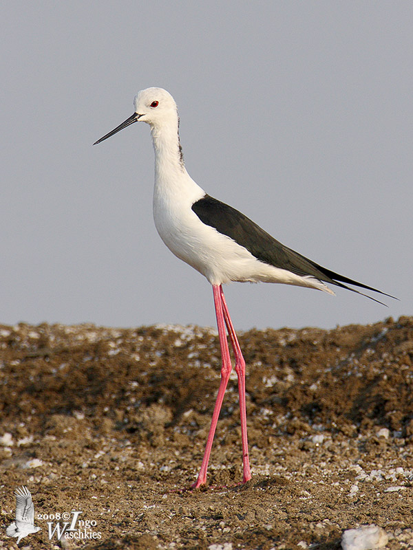 Adult male Black-winged Stilt