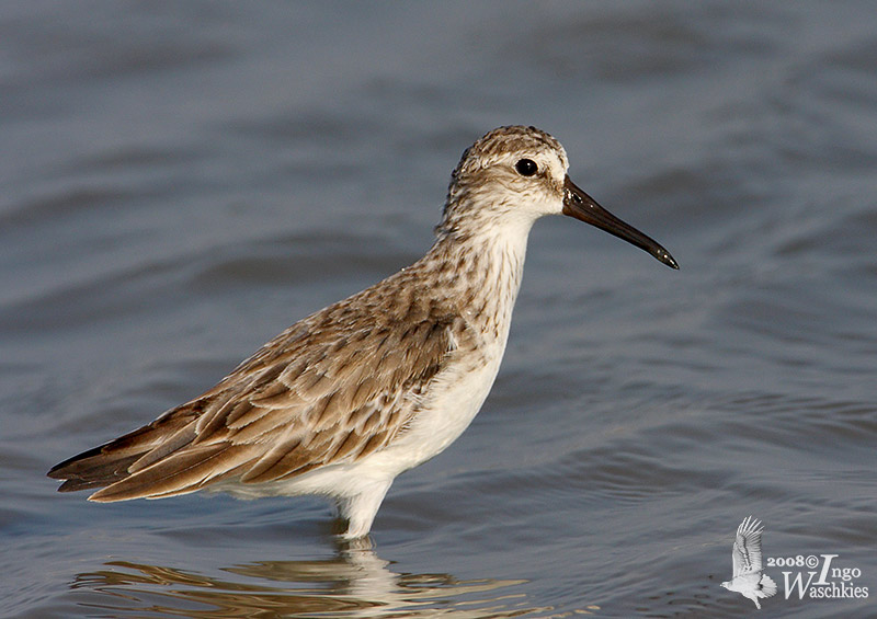 Broad-billed Sandpiper