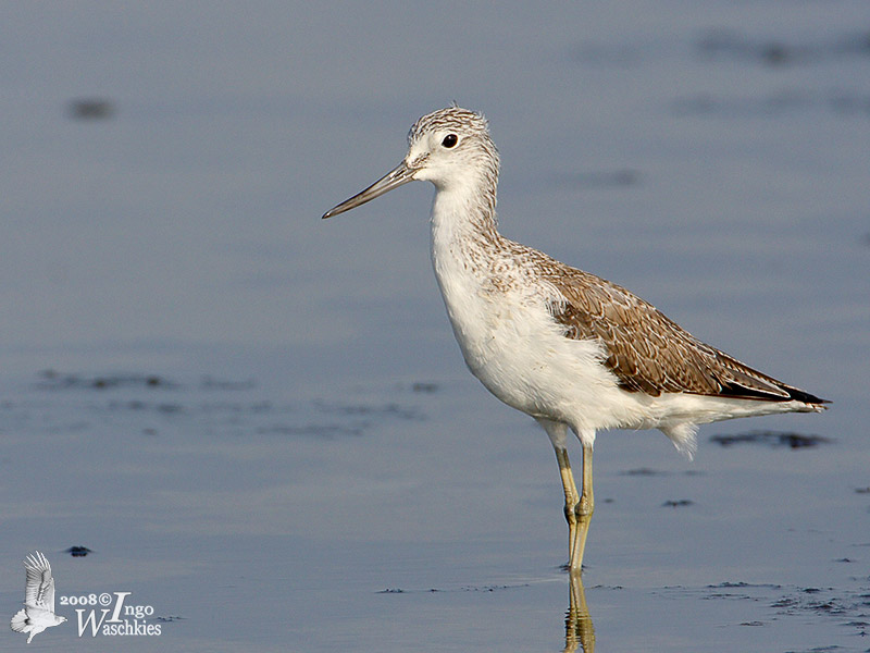 Common Greenshank