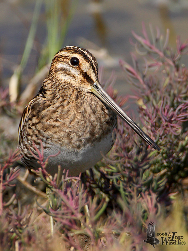 Common Snipe