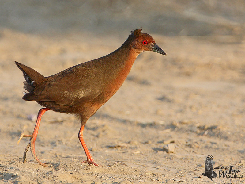 Ruddy-breasted Crake