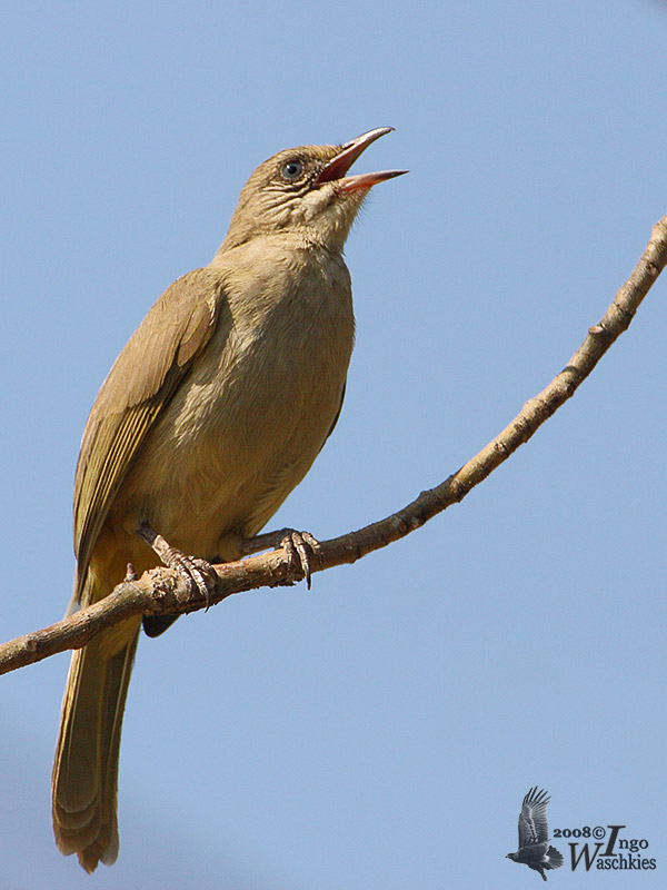 Streak-eared Bulbul