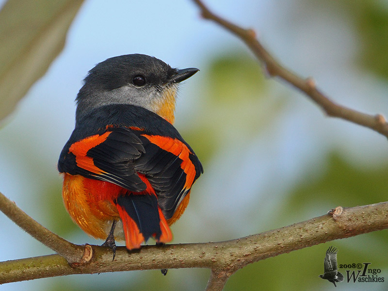 Campephagidae