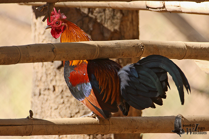 Male Red Junglefowl  (ssp. <em>spadiceus</em>)