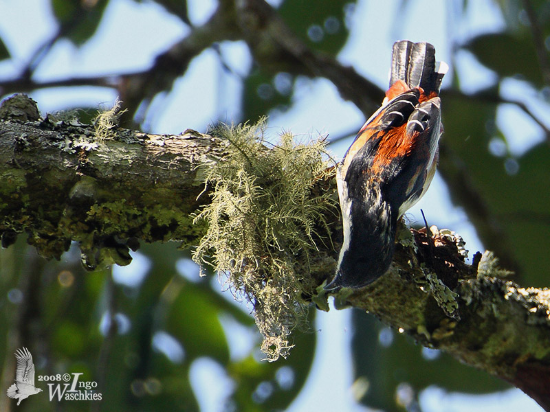 Rufous-backed Sibia