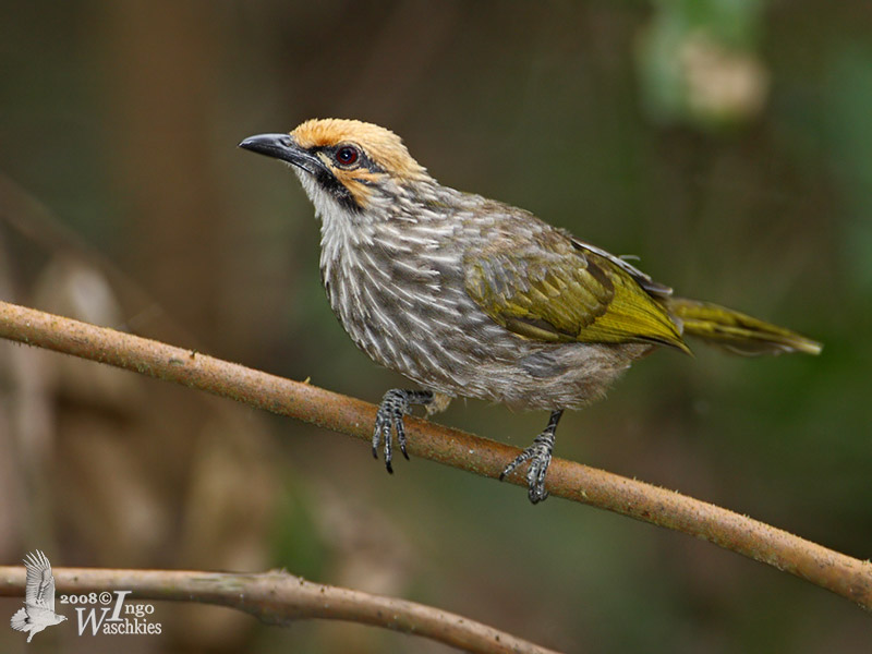 Pycnonotidae