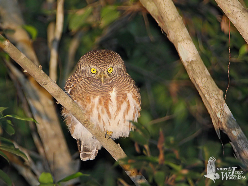 Adult Asian Barred Owlet (ssp. <em>bruegeli</em>)