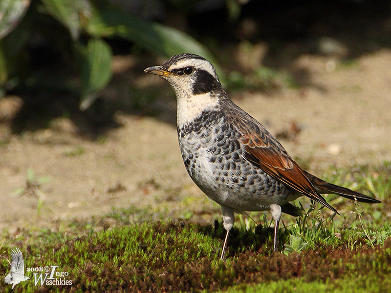 Dusky Thrush