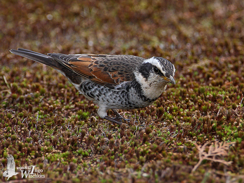 Dusky Thrush