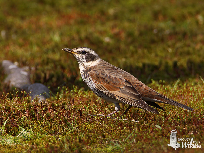 Dusky Thrush