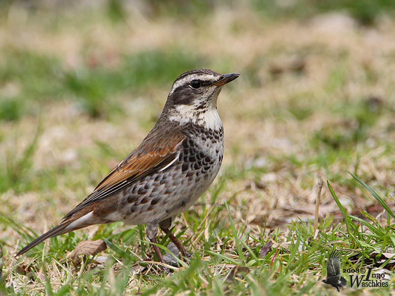 Dusky Thrush