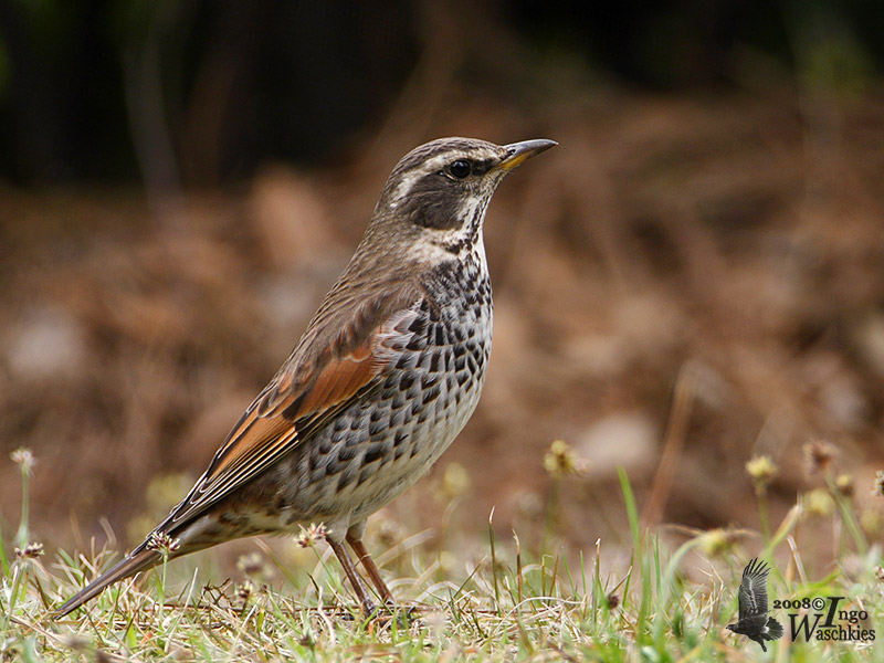 Dusky Thrush