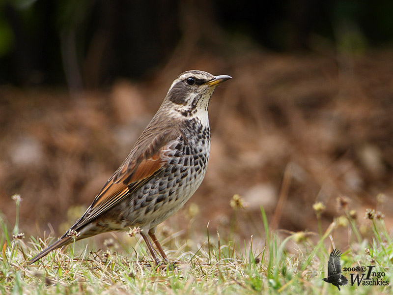 Dusky Thrush
