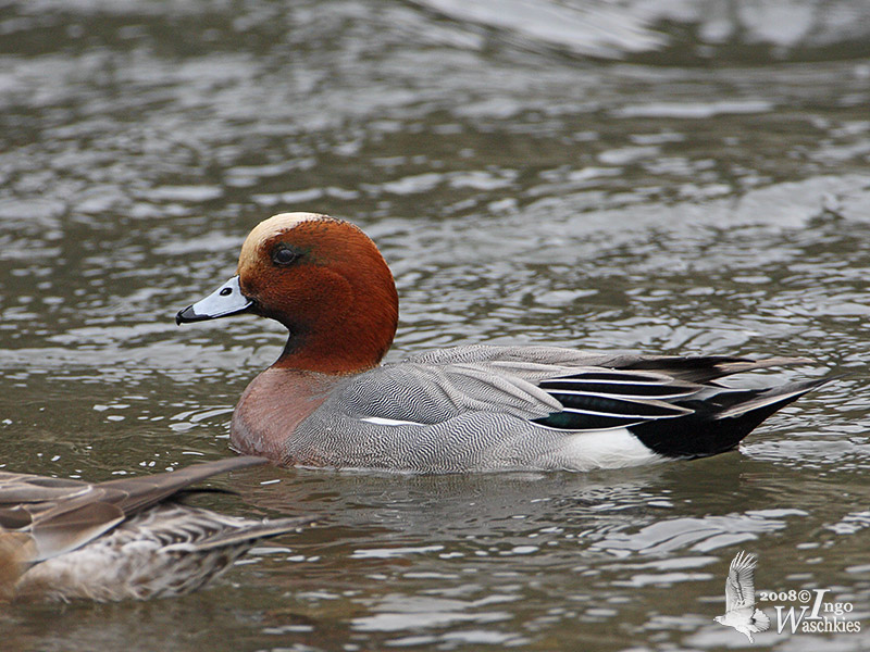 Male Eurasian Wigeon