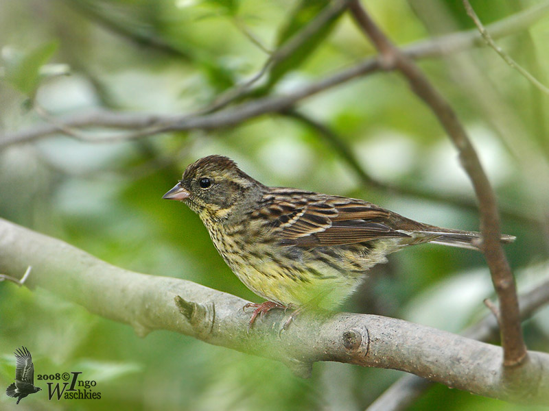Female Black-faced Bunting