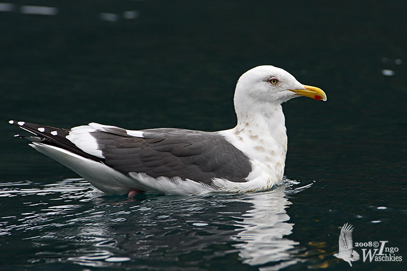 Adult Slaty-backed Gull