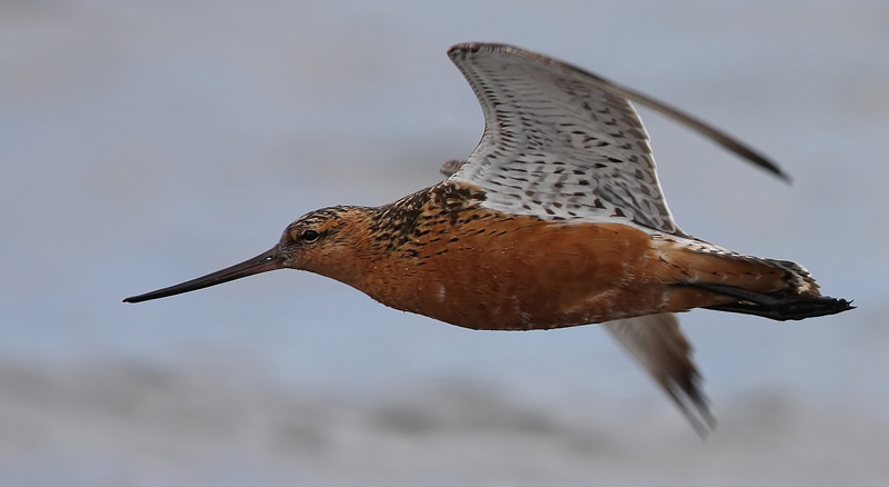 Bar-tailed Godwit (Limosa lapponica), Myrspov