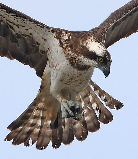 Osprey (Pandion haliaetus), Fiskgjuse