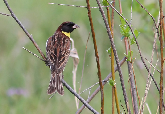 Yellow-breasted Bunting (Emberiza aureola), Gyllensparv