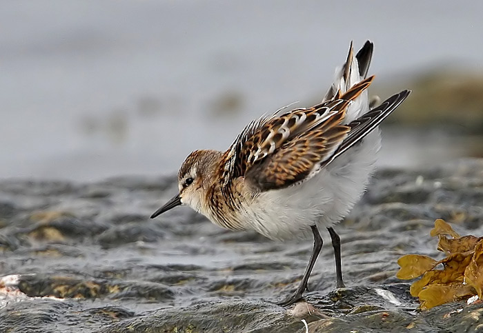 Little Stint , (Calidris minuta)