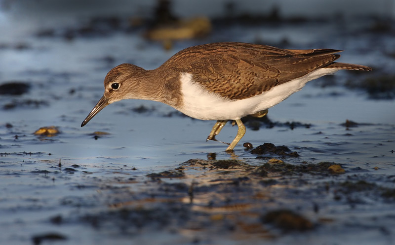 Common Sandpiper, (Actitis hypoleucos)