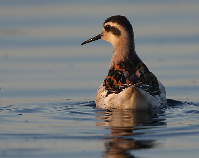 Red-necked Phalarope (Phalaropus lobatus)