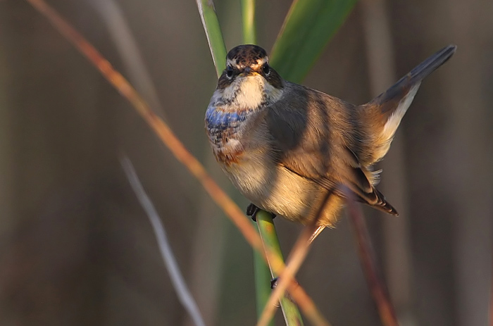 Bluethroat (Luscinia svecica) Blhake