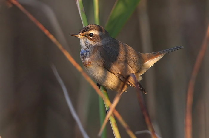 Bluethroat (Luscinia svecica) Blhake