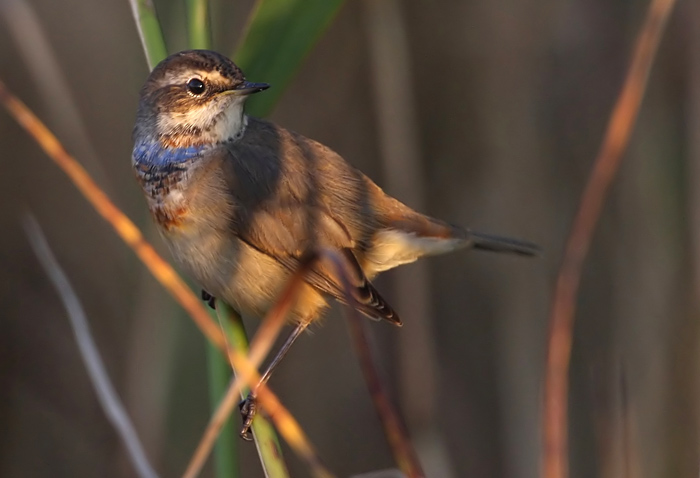 Bluethroat (Luscinia svecica) Blhake