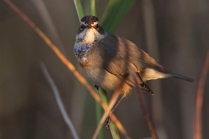 Bluethroat (Luscinia svecica) Blhake